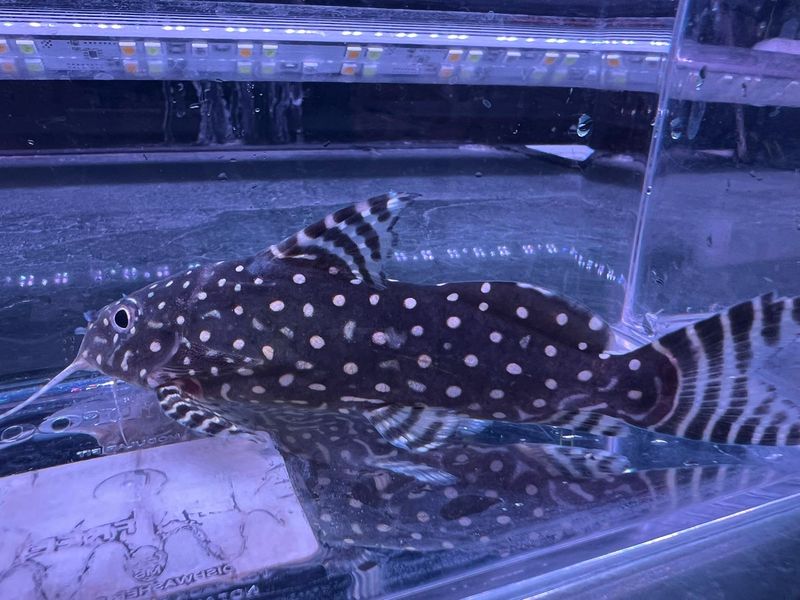 Synodontis Angelicus Catfish (Synodontis angelicus)