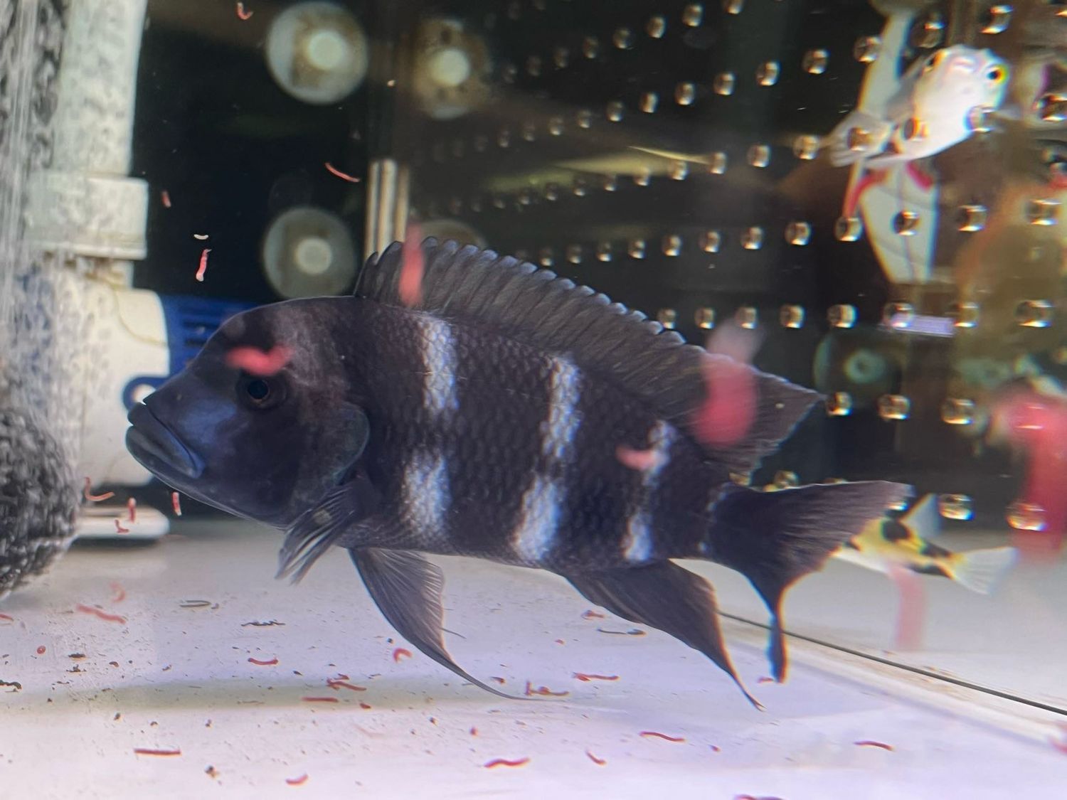 Zaire Blue Frontosa cichlid