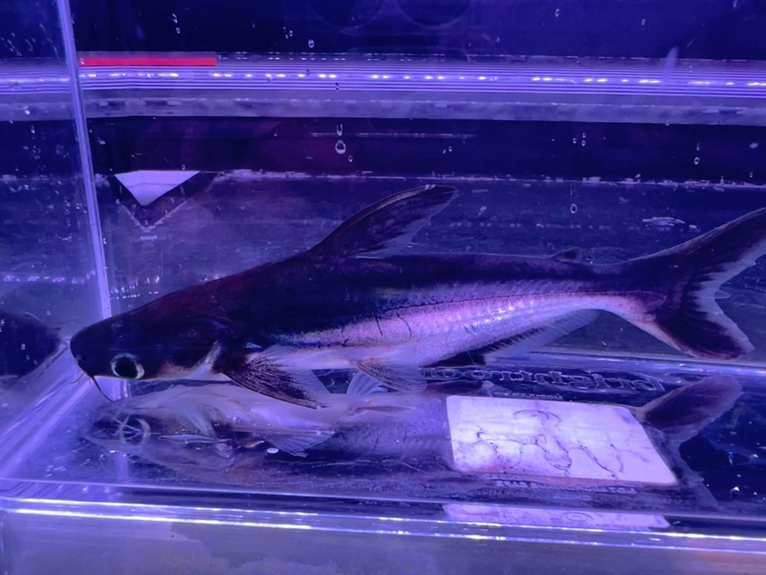 Iridescent Shark