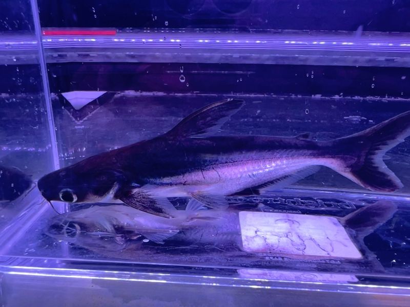 Iridescent Shark