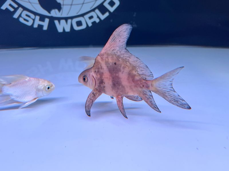 Shortbody Hi fin banded shark