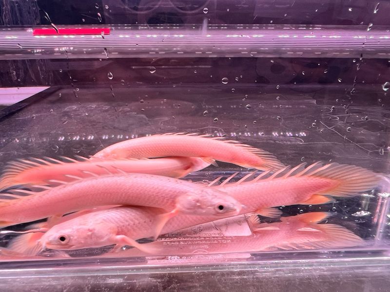 Platinum Senegal Bichir