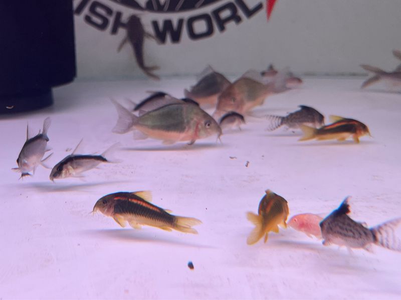 Emerald Catfish