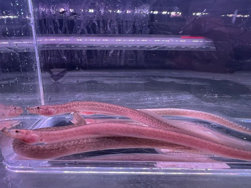 African Starry Night Eel