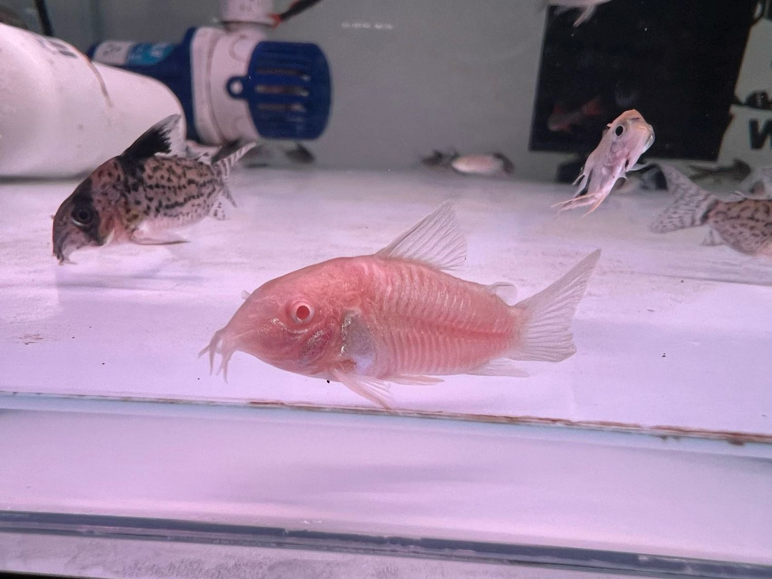 Albino Cory