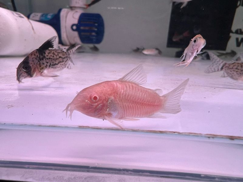Albino Cory