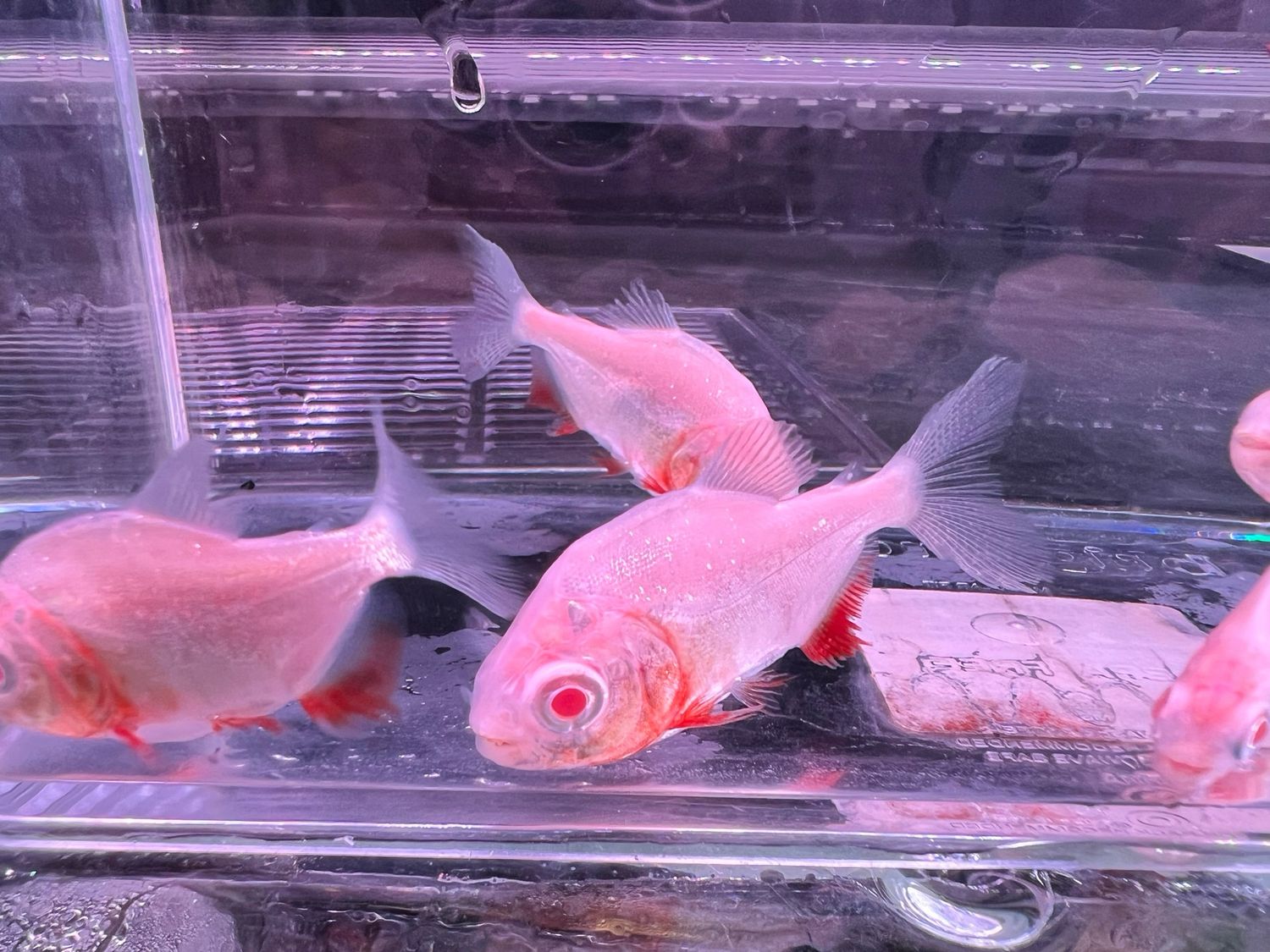 Albino pacu