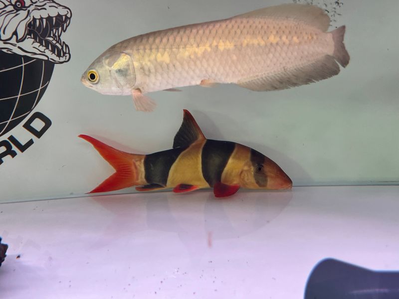 African Arowana