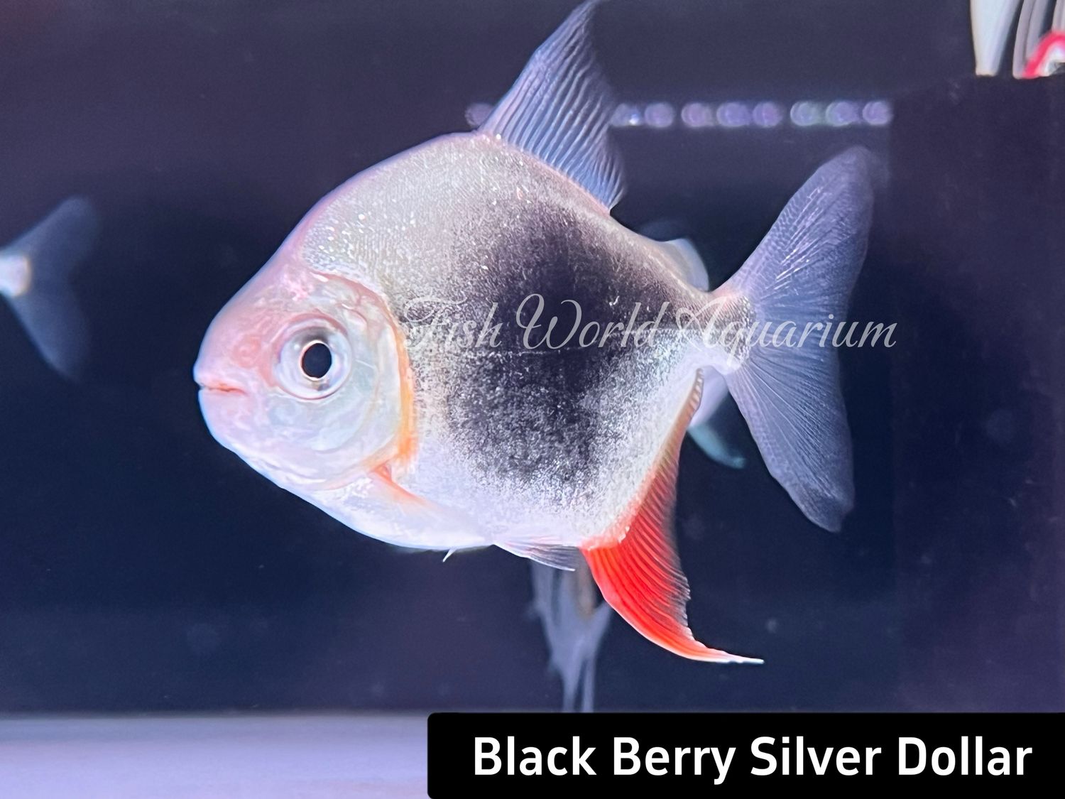 Black Berry Silver Dollar