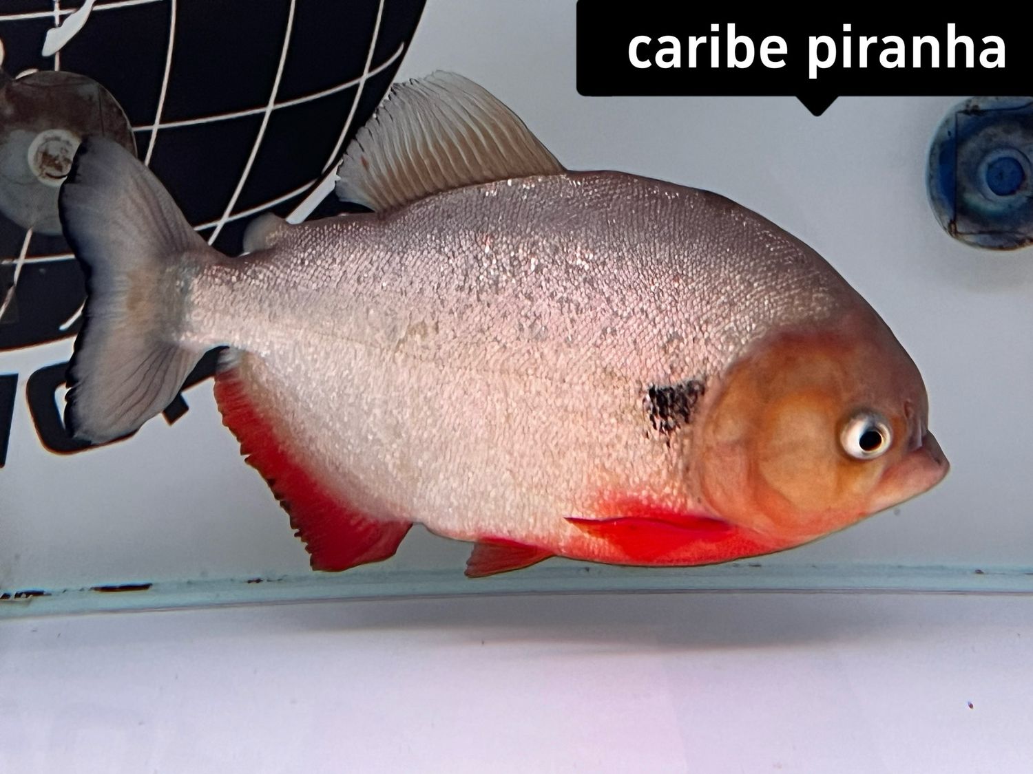 Caribe Piranha
