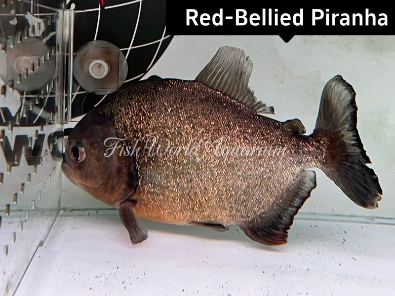 red-bellied piranha