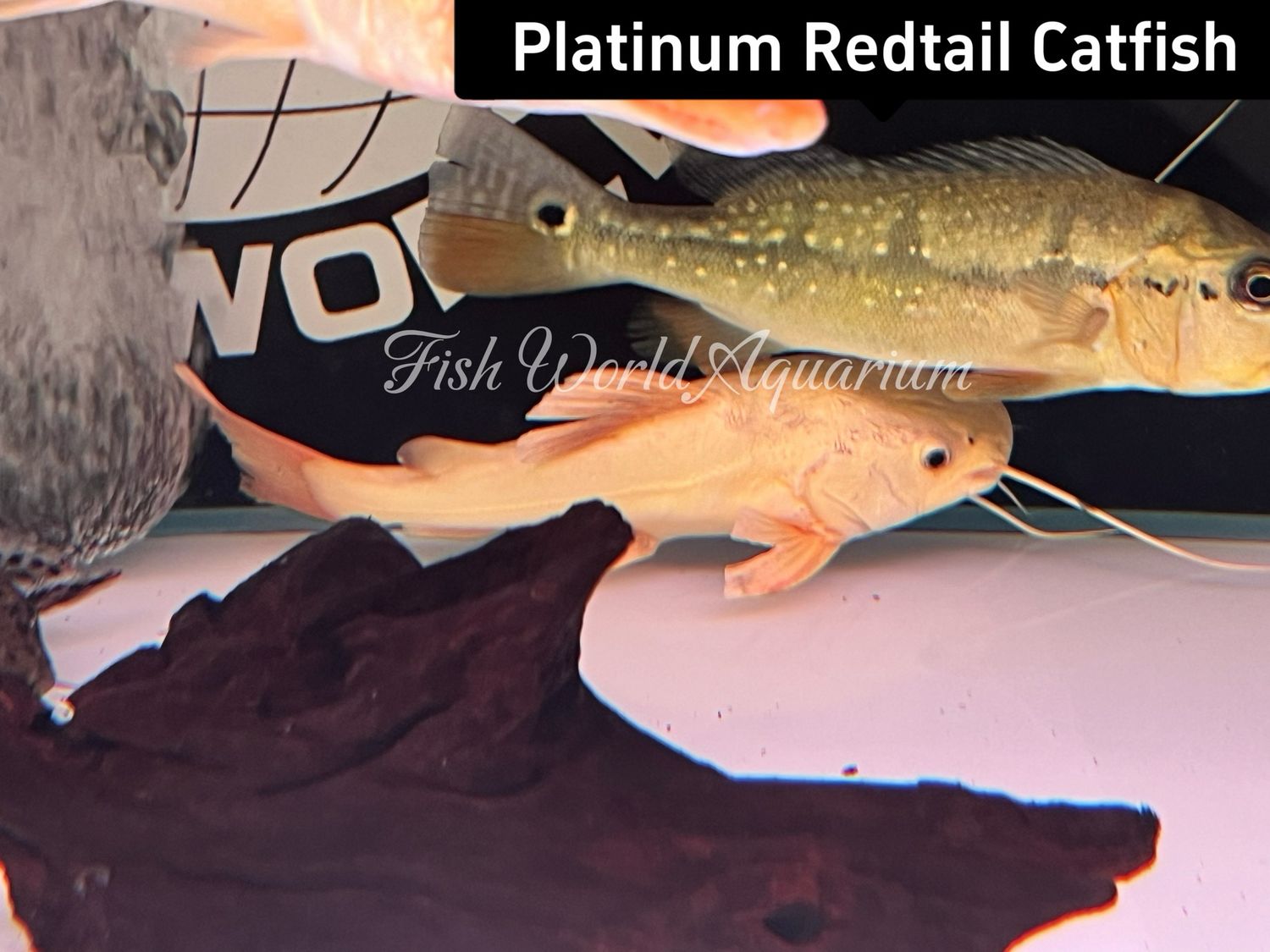 Platinum Redtail Catfish