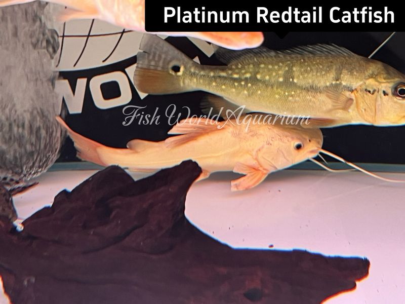 Platinum Redtail Catfish