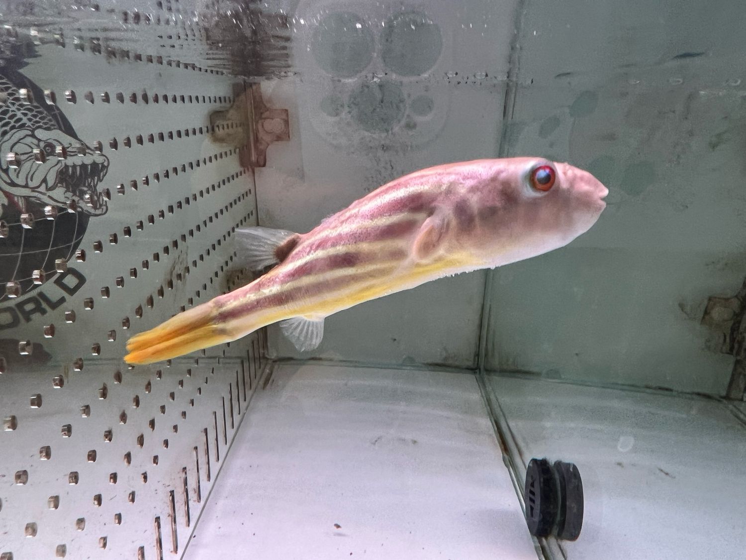 Fahaka Redline Puffer Fish (Tetraodon Lineatus)