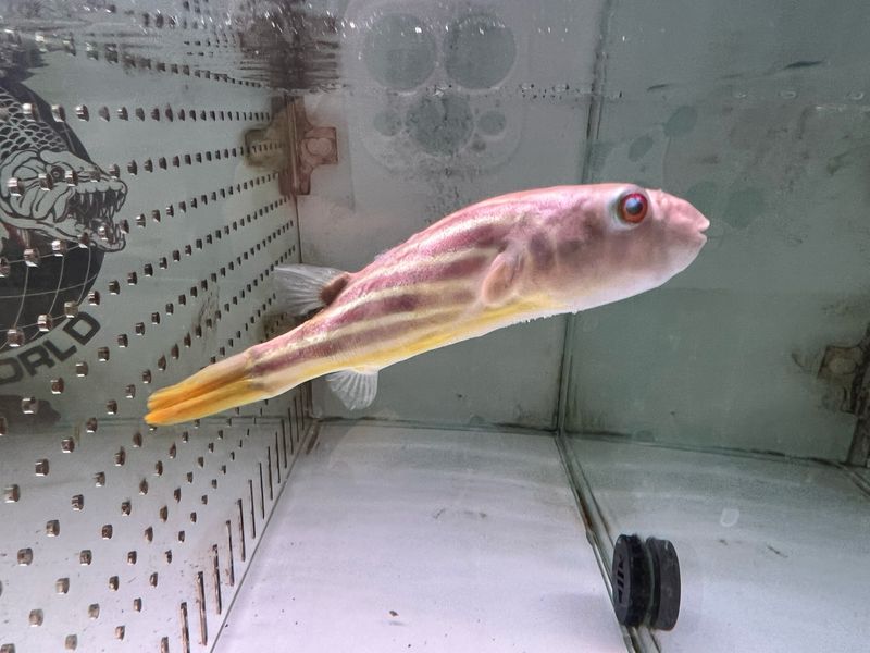 Fahaka Redline Puffer Fish (Tetraodon Lineatus)