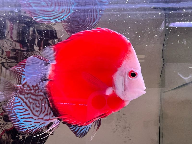 Fiji Red Discus