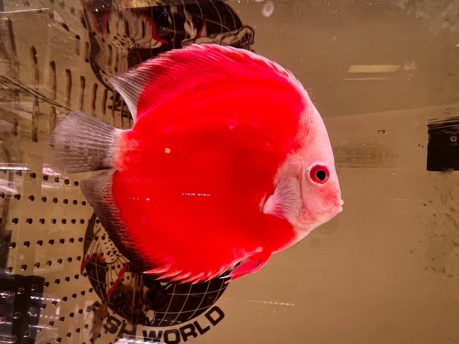 Fuji Red Discus