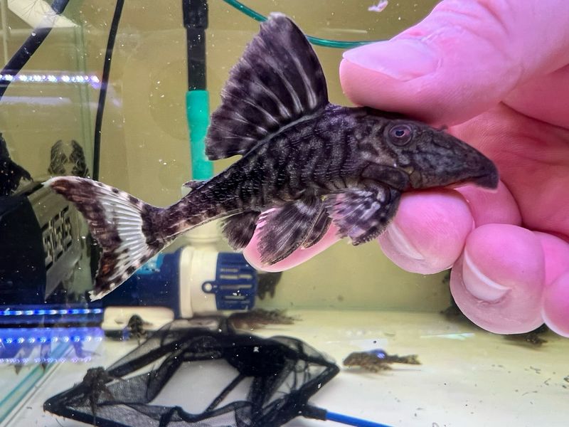 LDA65/L203 Titanic Pleco