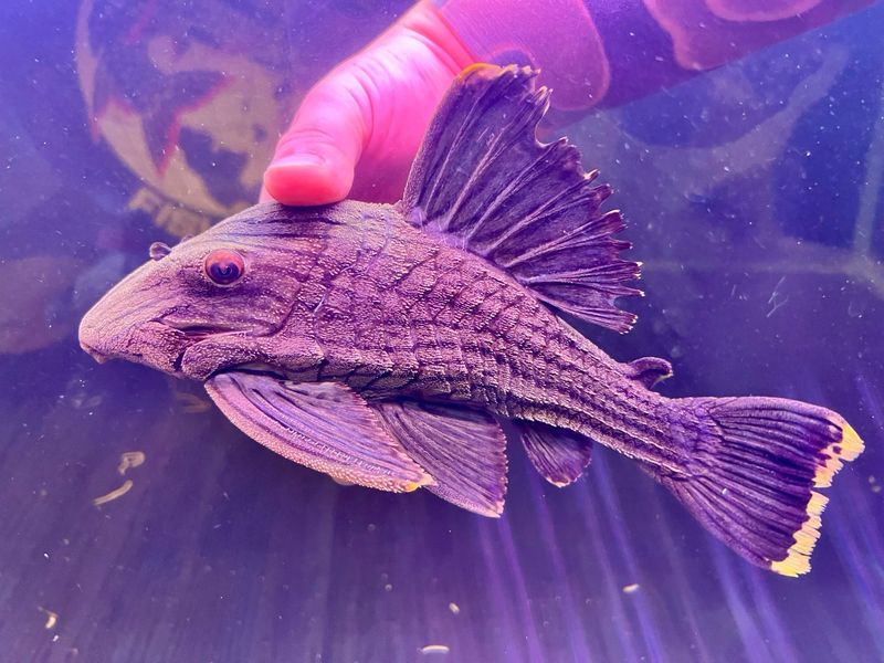 L418 Green Royal Pleco