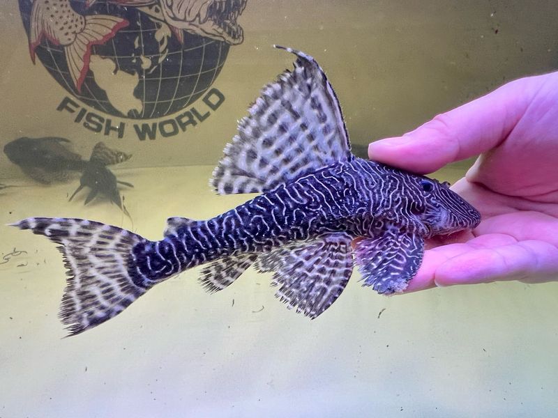 L453 King Arabesque/Moa Pleco (Panaqolus Sp. L453)