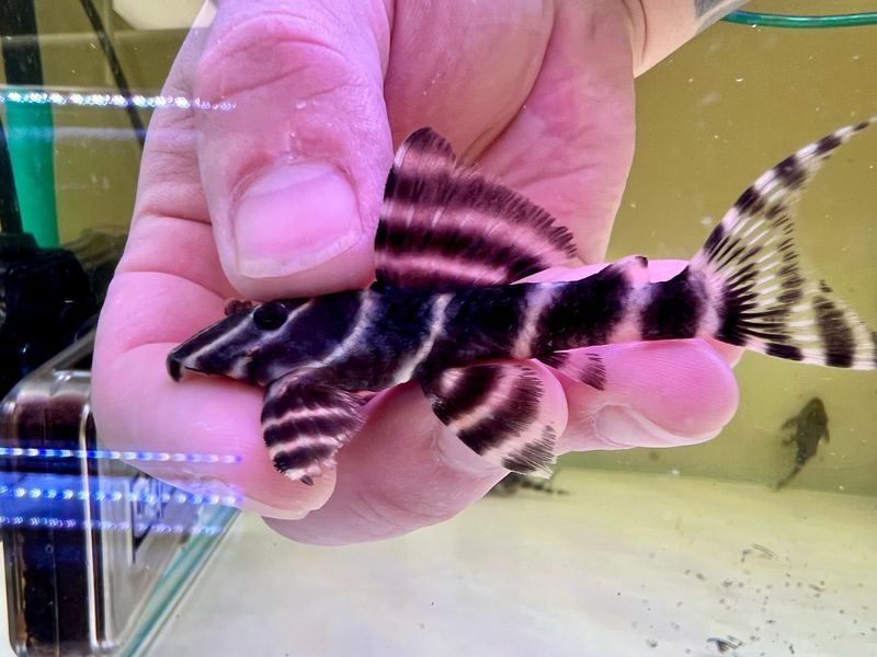 L204 Flash Pleco