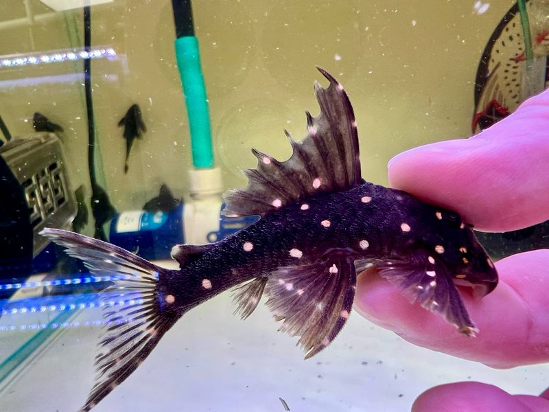 LDA031 Mustard Spot Pleco
