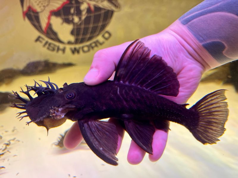 Amazon Bristlenose Pleco