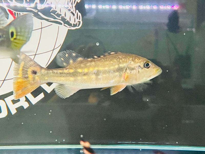 Temensis Peacock Bass (Cichla temensis)