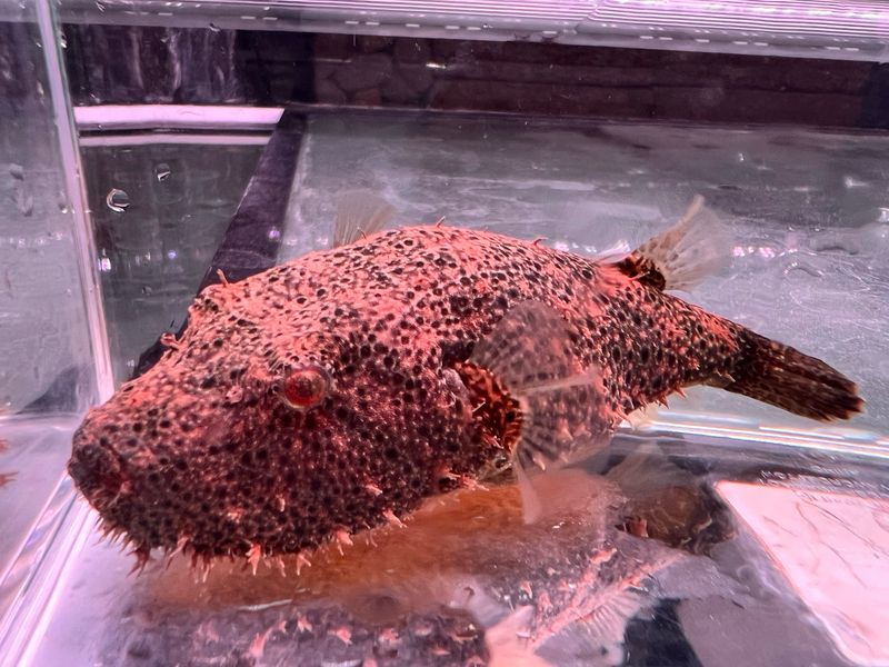Hairy Puffer (Tetraodon baileyi)