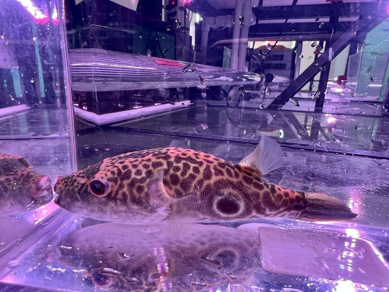 Pignose Puffer (Tetraodon suvattii)