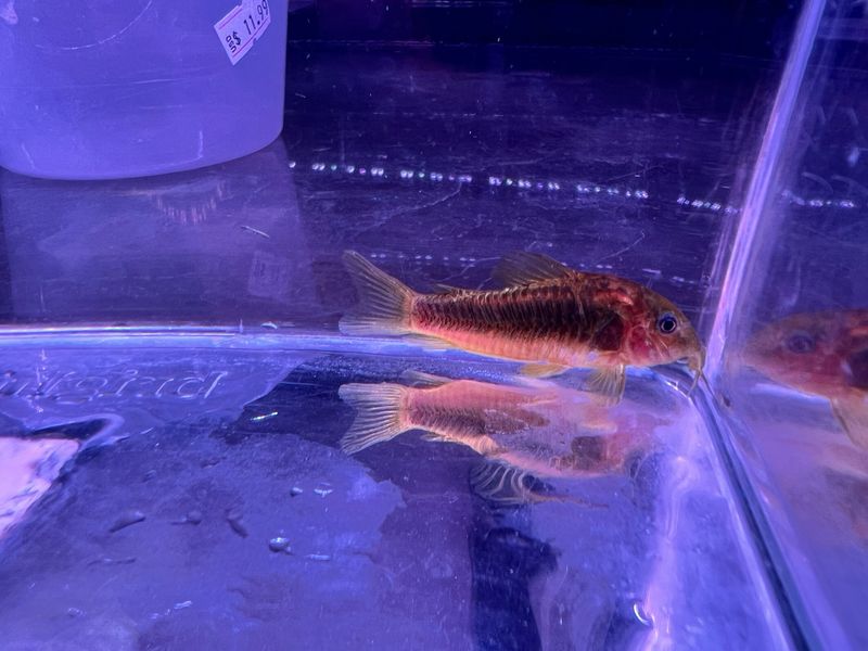 Gold Laser Cory