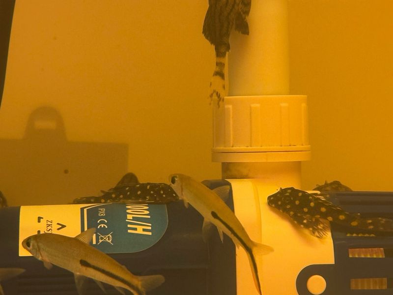 L201 Orinoco Snowball Angel Pleco