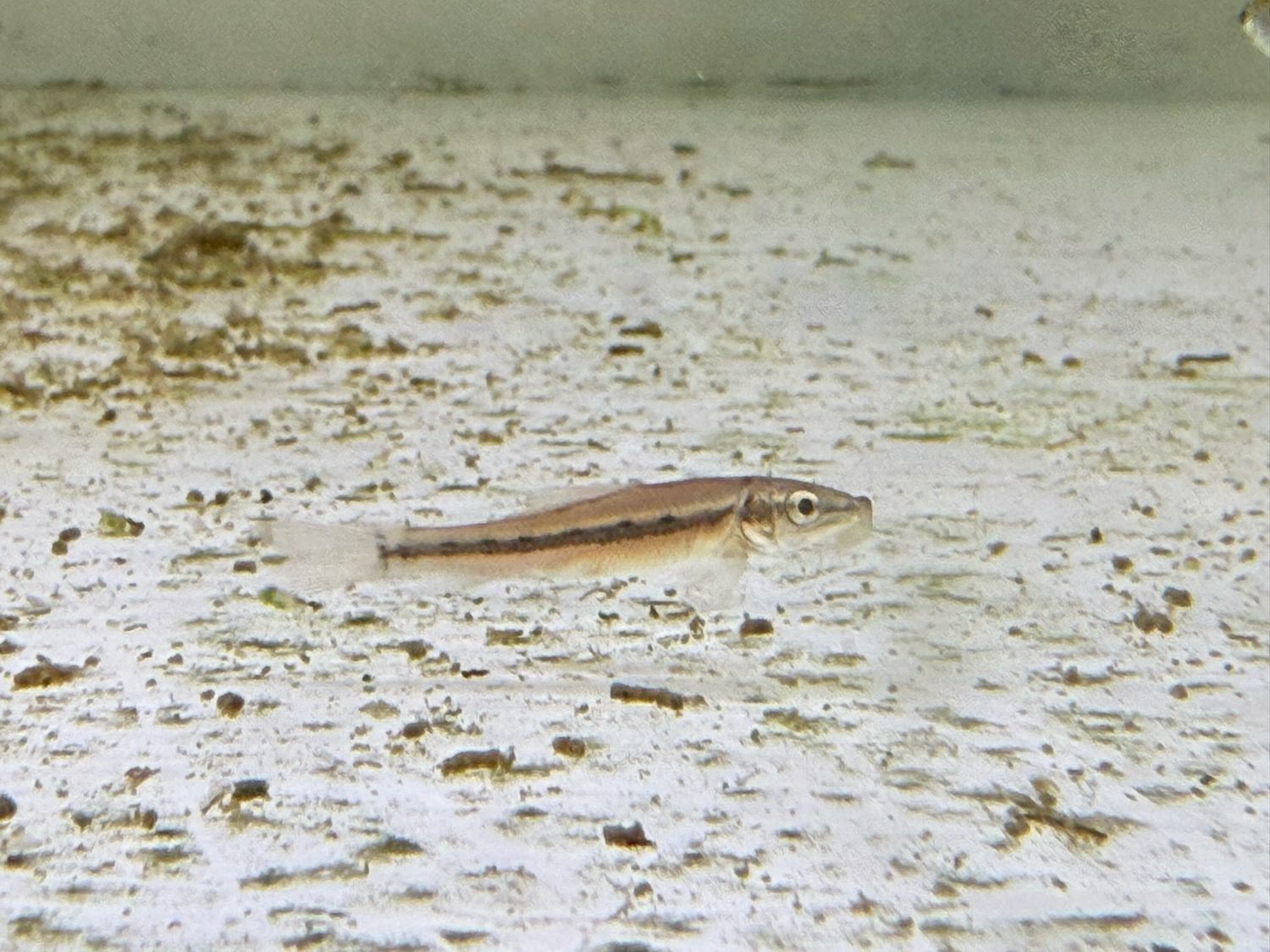 Chinese Algae Eater