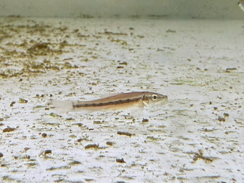 Chinese Algae Eater
