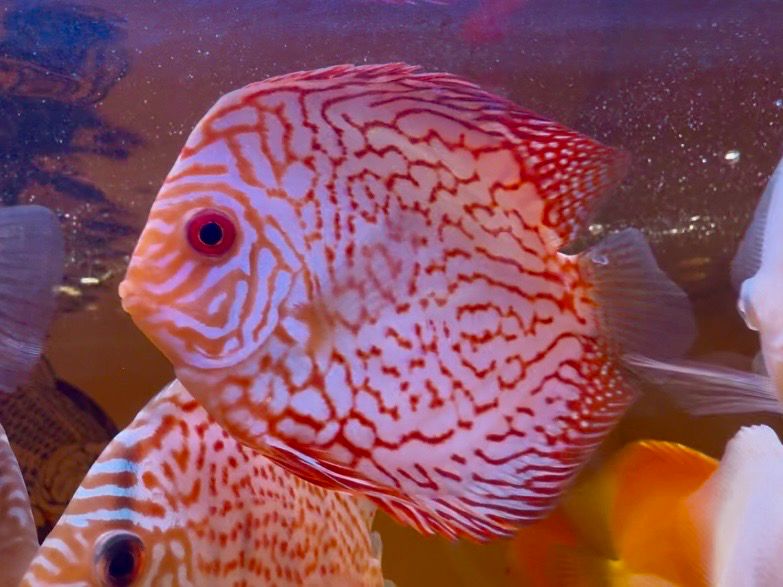 Red Pigeon Discus
