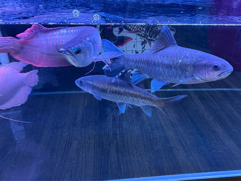 Blue Mahseer