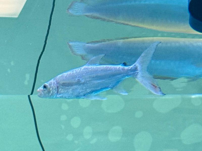 Goliath Tiger Fish