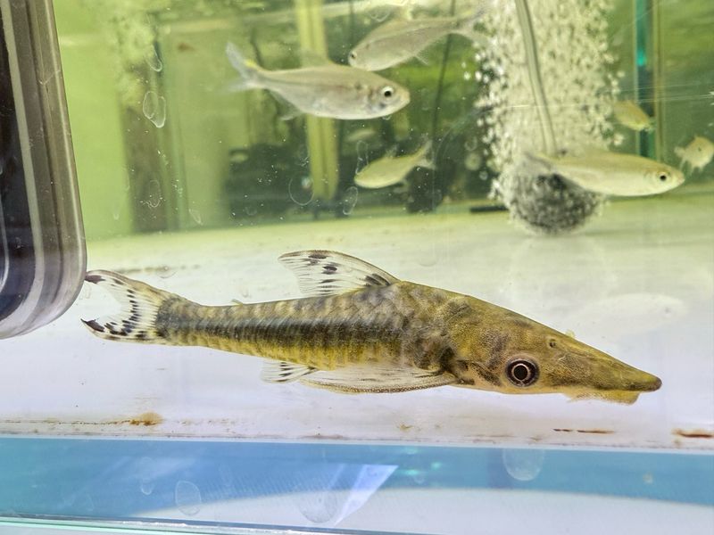 Giant Otocinclus Catfish