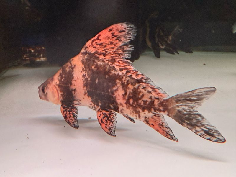 Hi fin banded shark