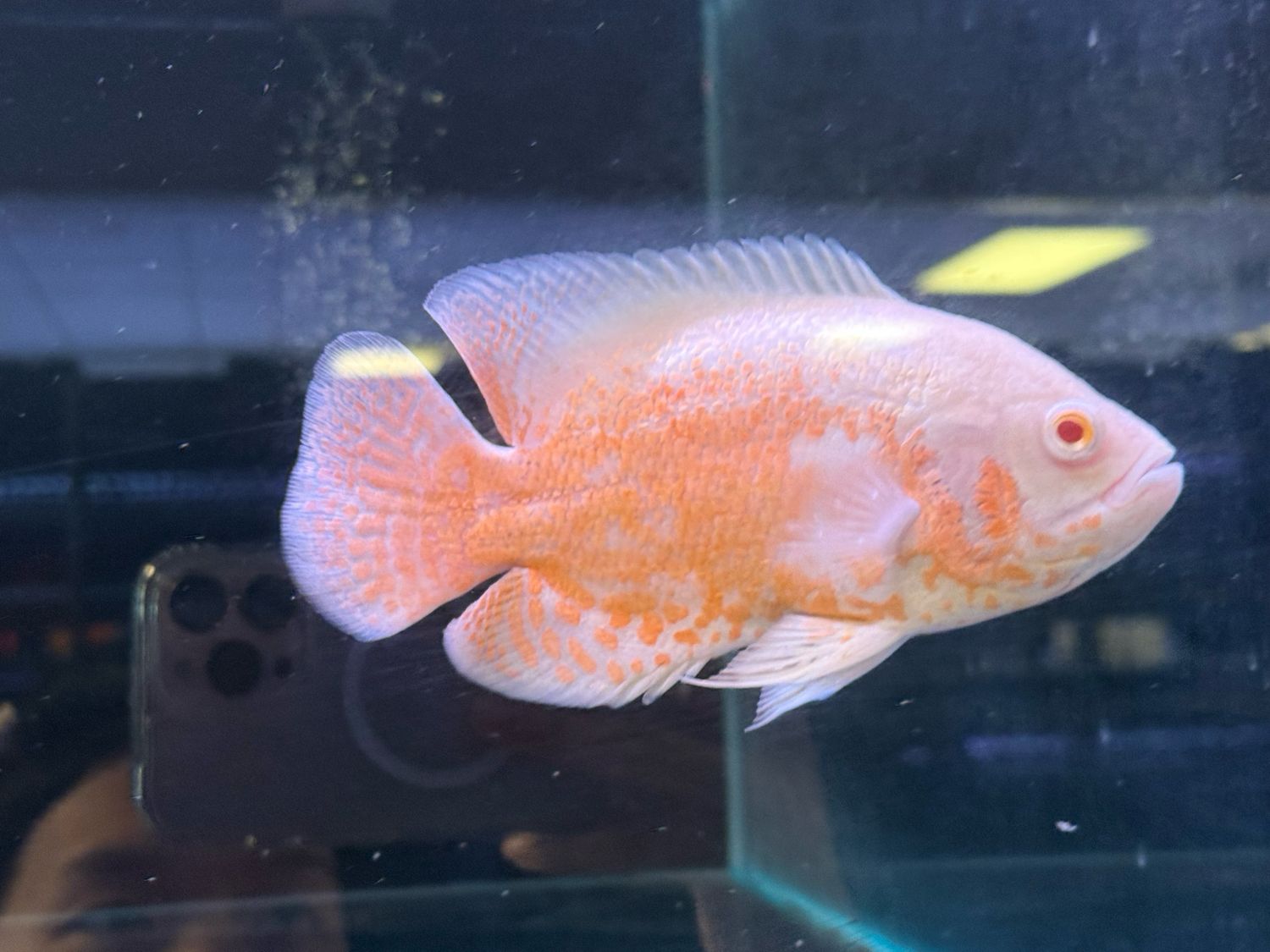 Lemon Oscar