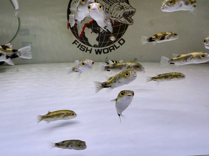 Amazon Puffer