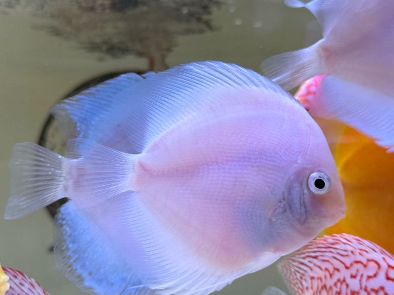 Snow White Discus