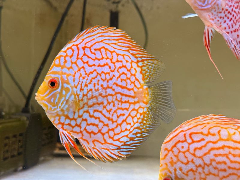 Yellow Pigeon Discus
