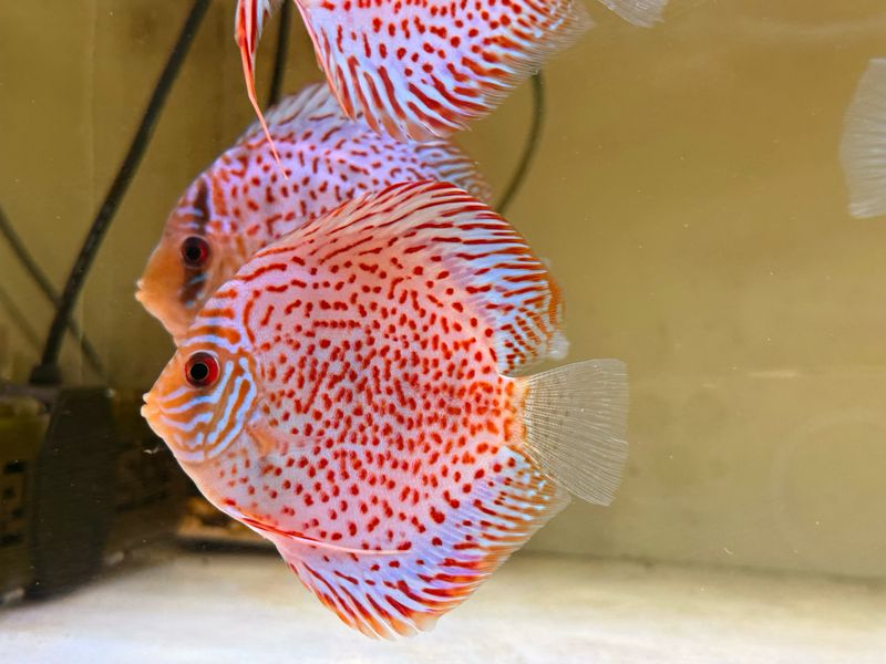 Leopard Discus