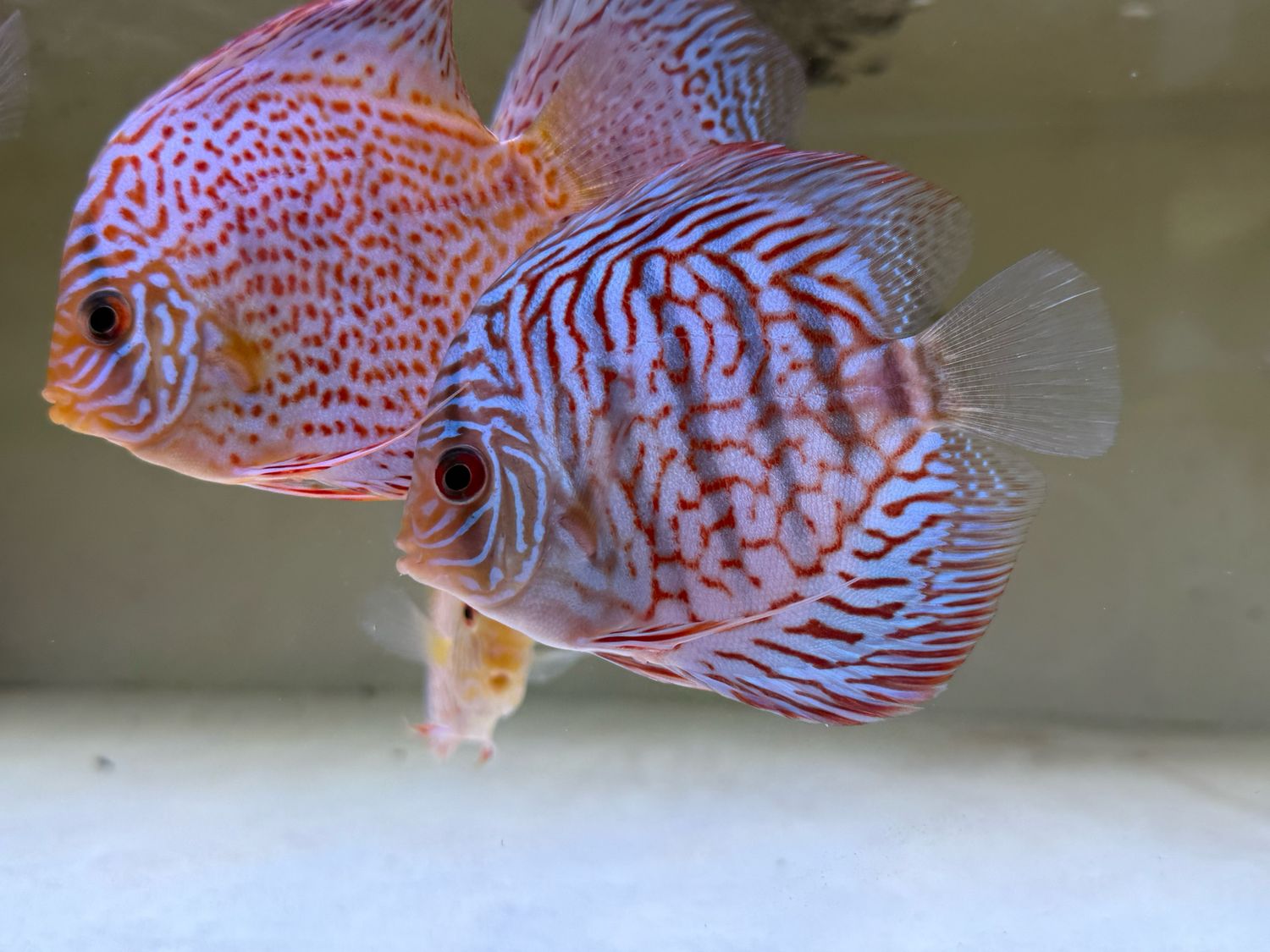 Tiger Turquoise Discus 