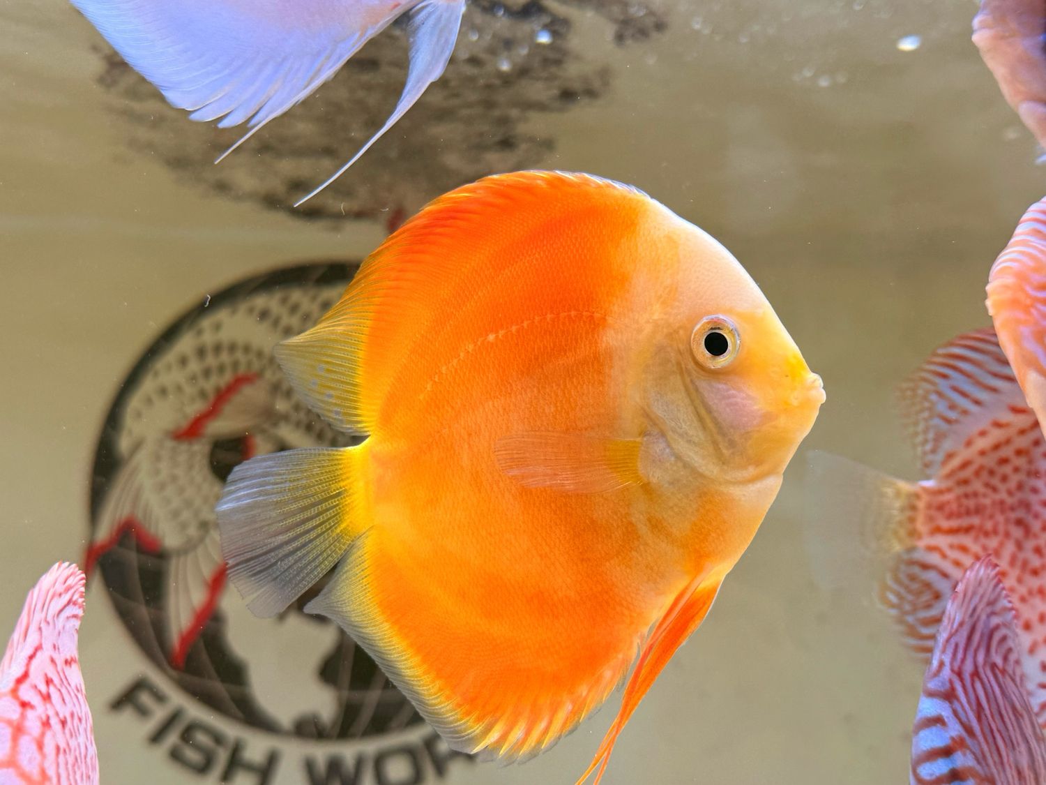 Yellow Discus