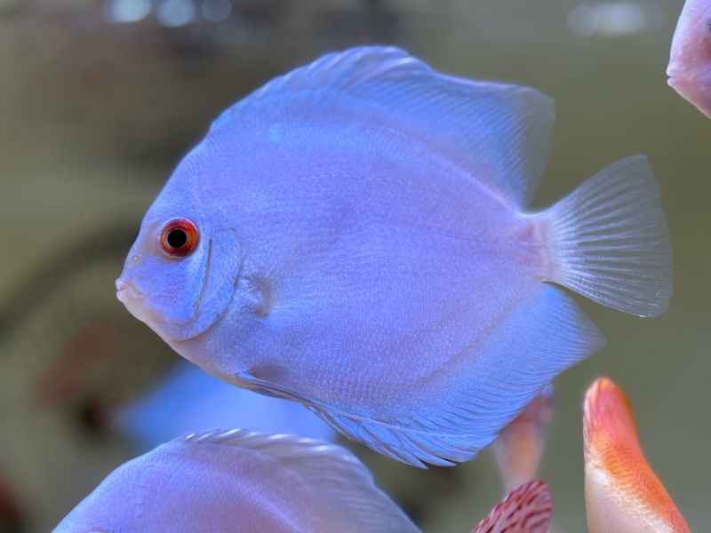Blue Diamond Discus