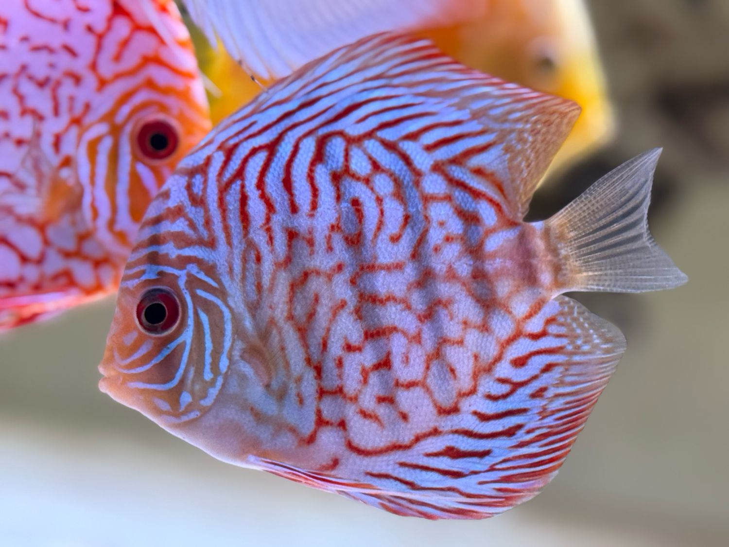 Tiger Turquoise Discus 