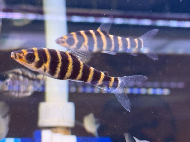 Banded Leporinus