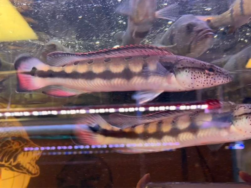 Lenticulata Pike Cichlid